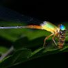 Orange tailed marsh dart