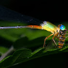 Orange tailed marsh dart