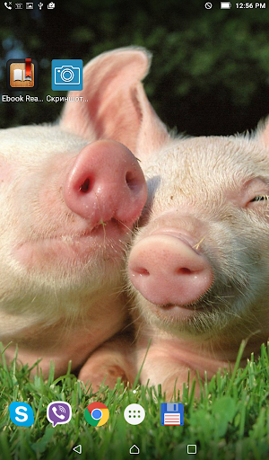 Pigs in love. Live wallpaper