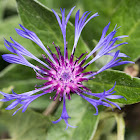 Mountain Cornflower