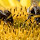 Bees HD Wallpapers Background Theme