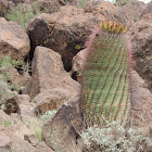 Barrel Cactus