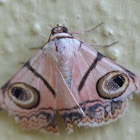 Owlet moth