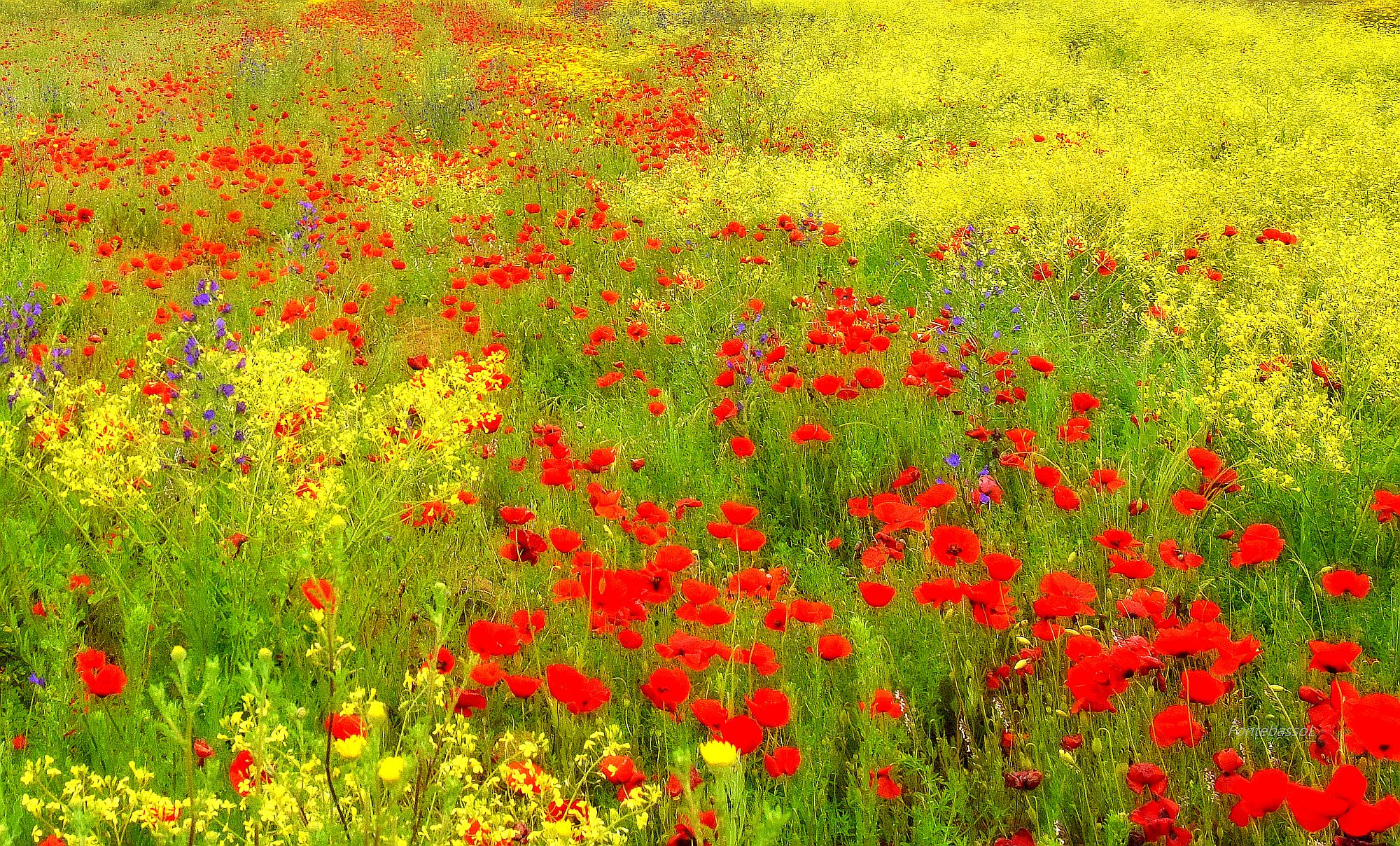 Campi in fiore di Luciano Fontebasso