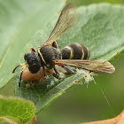 Sand Wasp