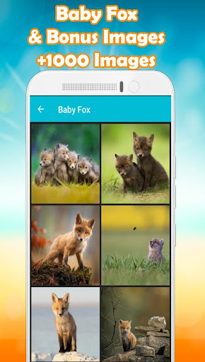 Baby Fox Wallpaper ?