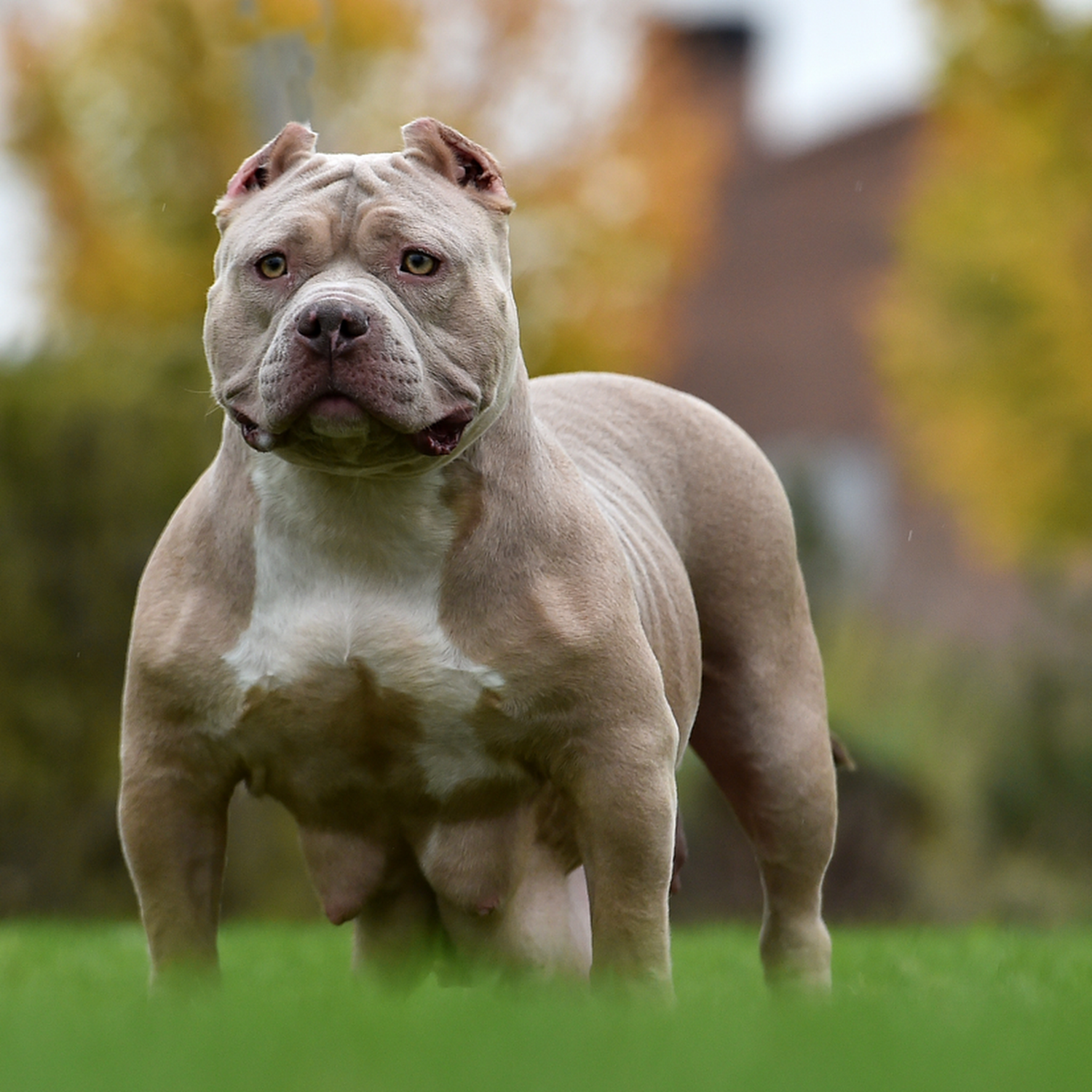 american pitbull attacks