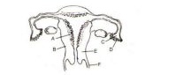 Female reproductive system