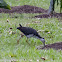 White-breasted Waterhen