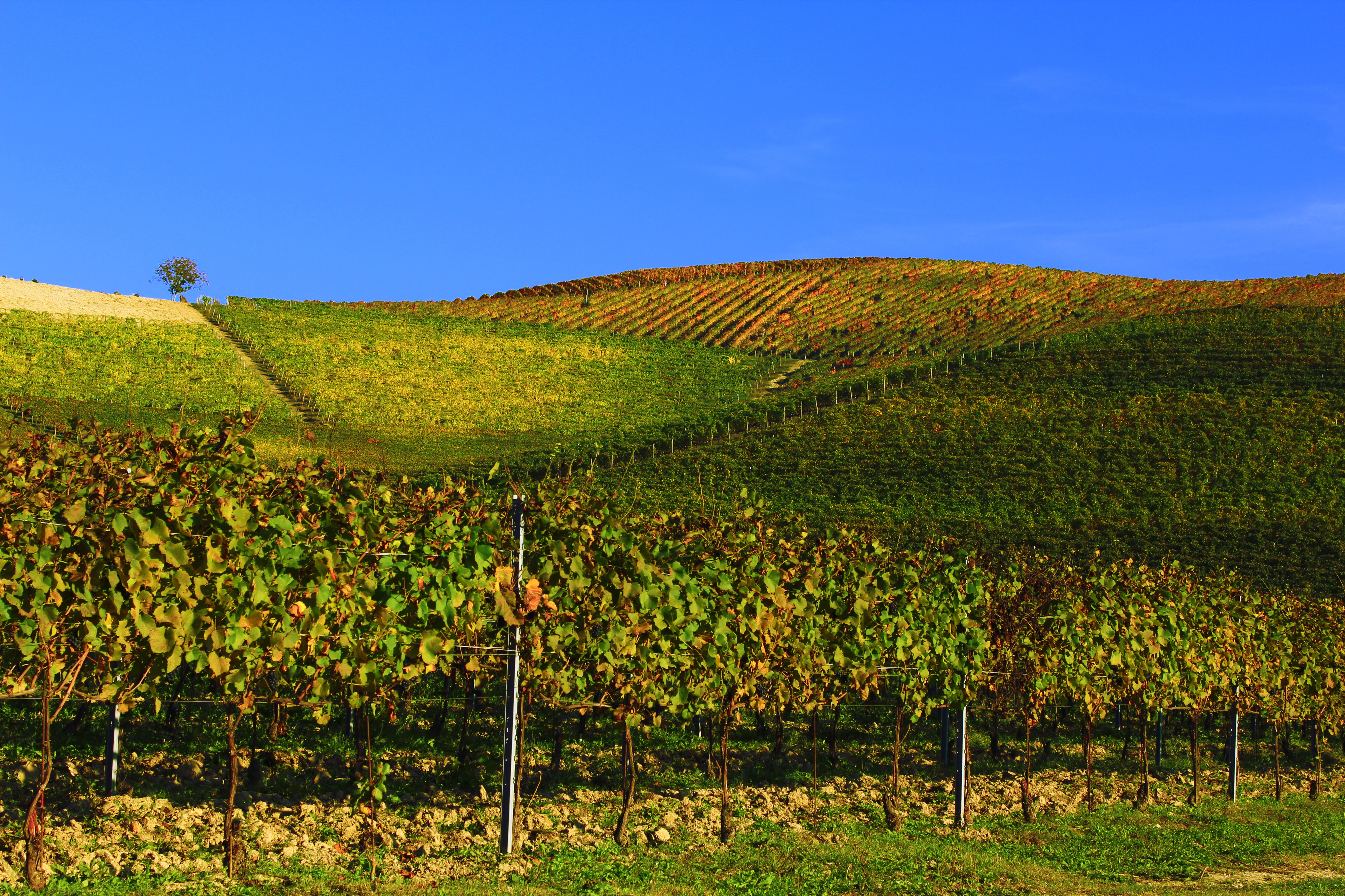 E' arrivato l'autunno di Naldina Fornasari