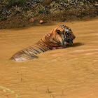 Bengal Tiger