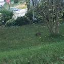 Eastern Cottontail