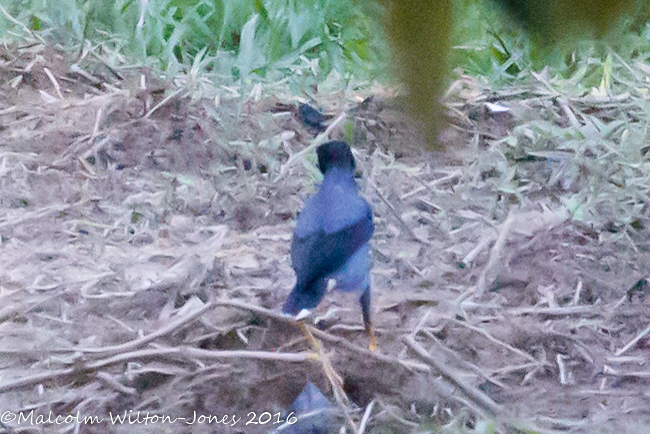 Javan Myna