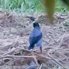 Javan Myna