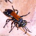 Square-Headed Wasp