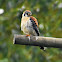 American kestrel