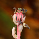 Indian Pipe