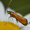 Fairy Longhorn Moth ID?