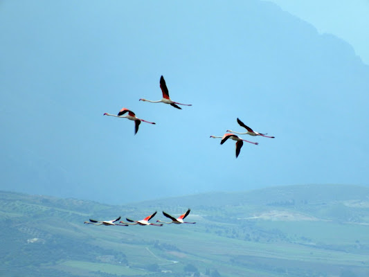 Volo di gruppo di vl