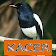 Master Kicau Kacer icon