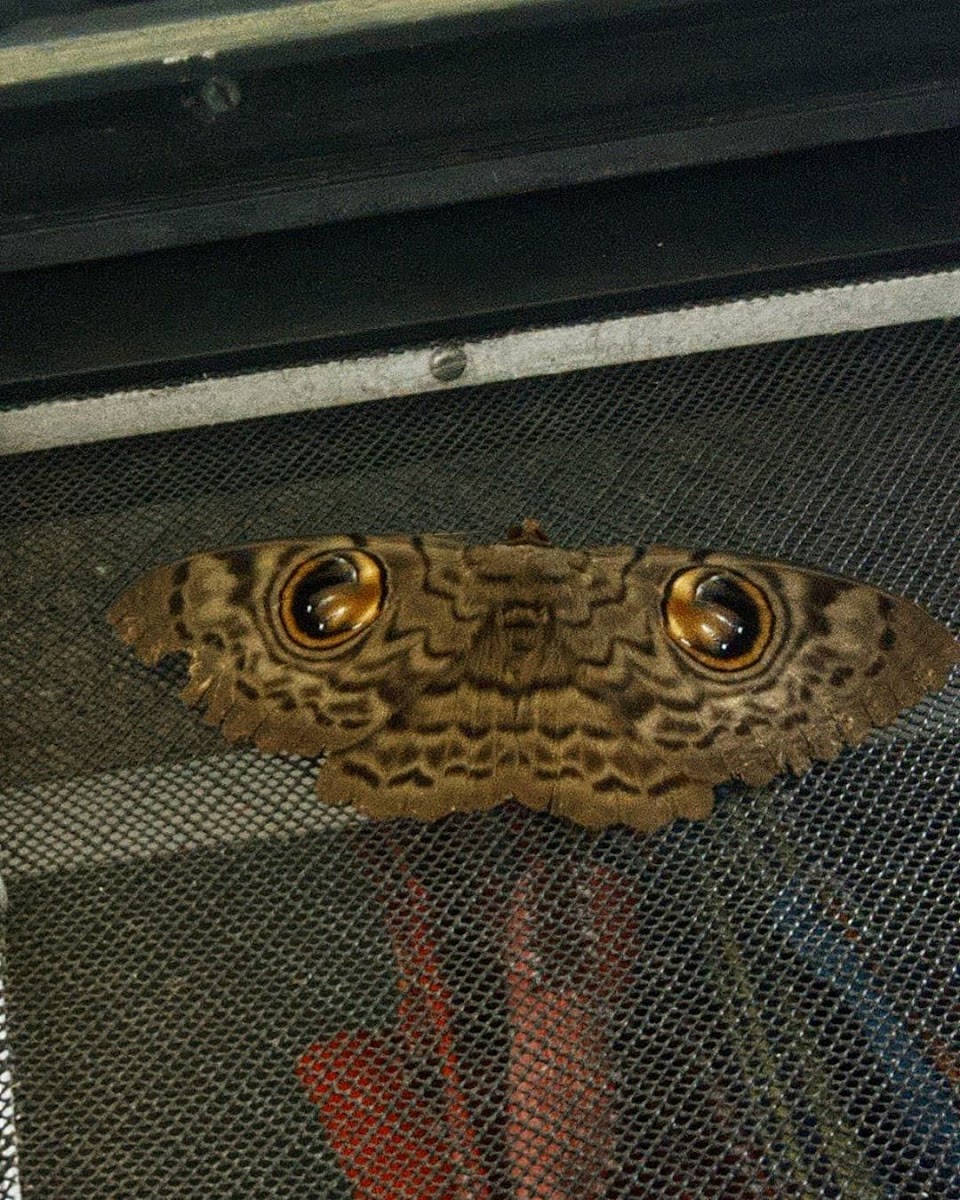 Indian Owl Moth