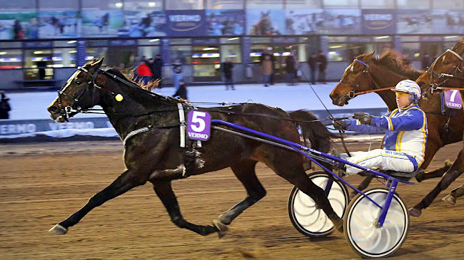 Kurri Jari Boko on kolmas suomalaishevonen Finlandia-Ajoon (kuva: Pekka Salonen).