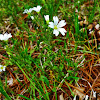 Field Chickweed