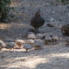 California Quail