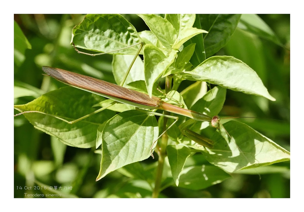 Tenodera sinensis 中華大刀螳