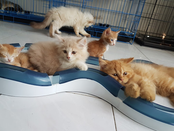 pet shop terdekat