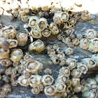 Barnacles