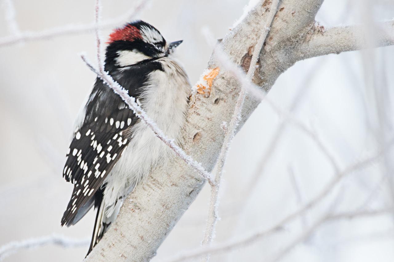 Woodpecker Nature Bird - Free photo on Pixabay