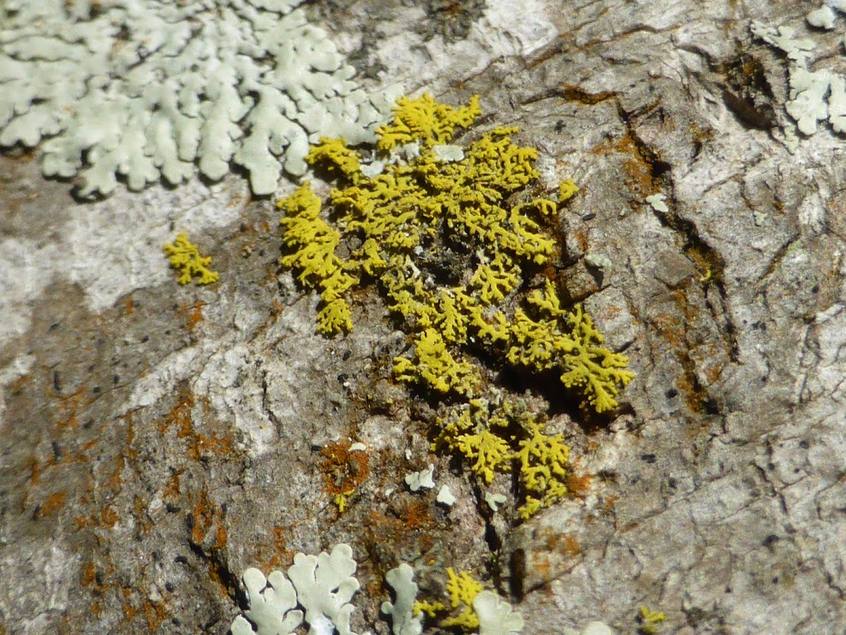 Concolor Lemon Lichen
