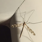 Large Crane Fly female