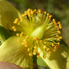 Fourpetal St. John's-wort