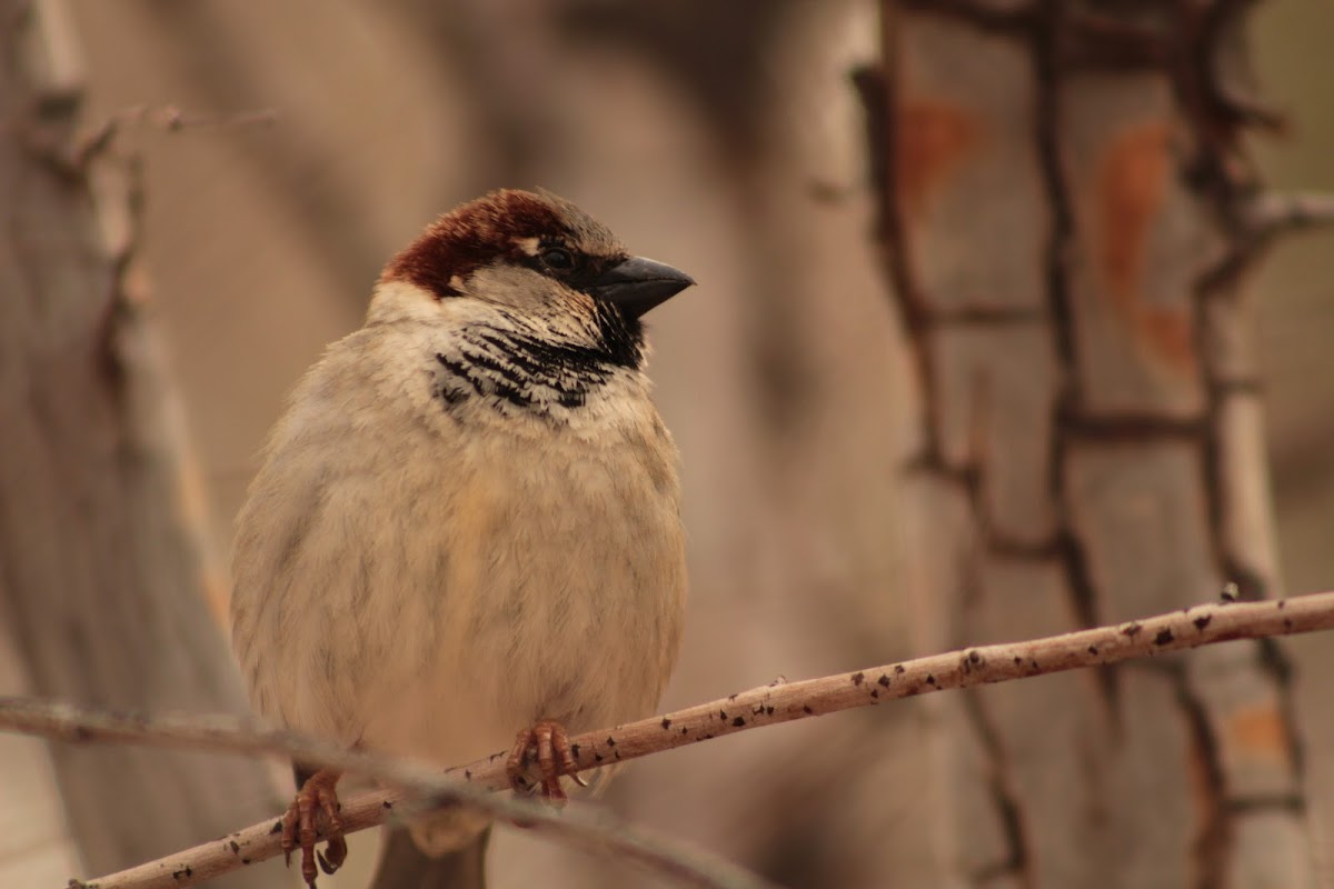 House sparrow