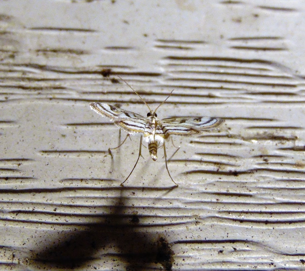 Chestnut-marked Pondweed Moth