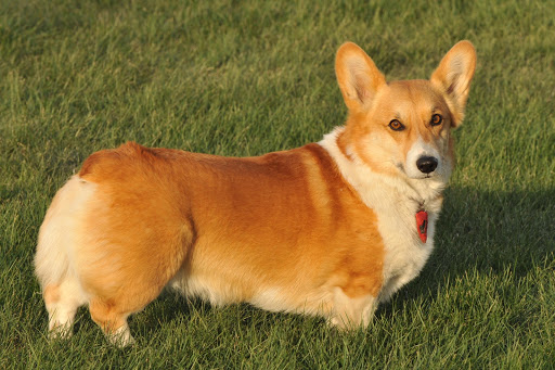 免費下載個人化APP|Pembroke Welsh Corgi Wallpaper app開箱文|APP開箱王