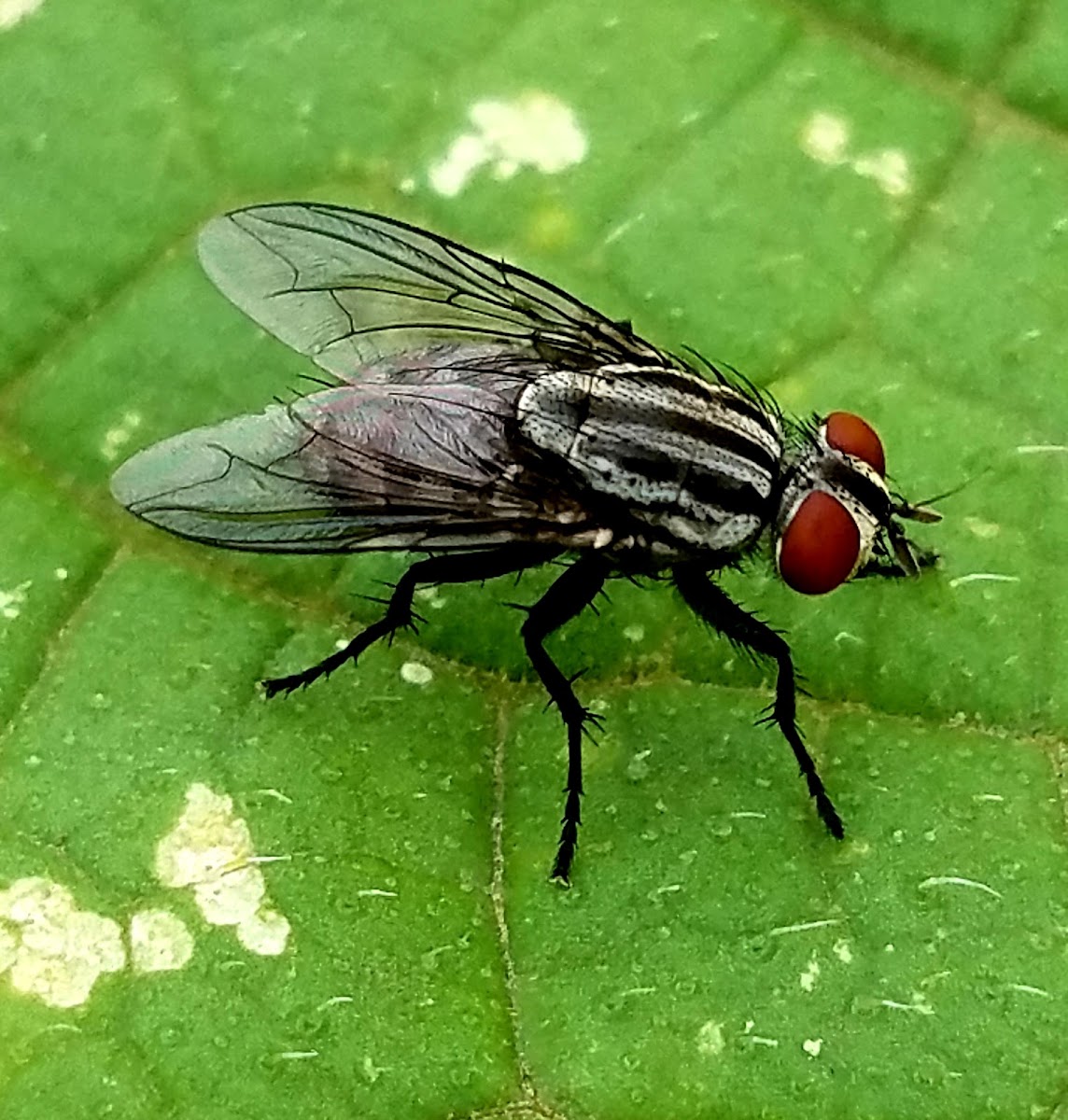 Flesh fly