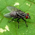 Flesh fly