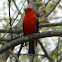 Scarlet Tanager