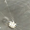 Spiny orb weaver spider