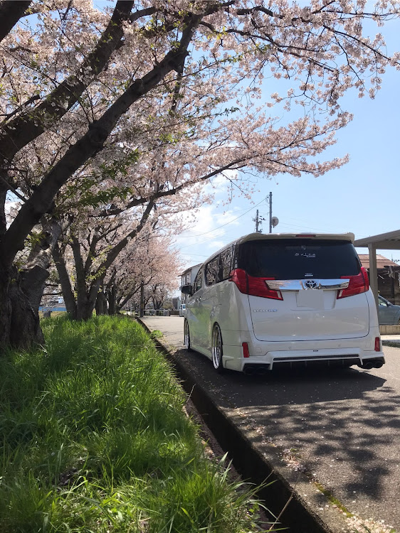 ヴェルファイアのコロナウイルスに負けるな・オン会・桜と愛車に関するカスタム事例の投稿画像2枚目