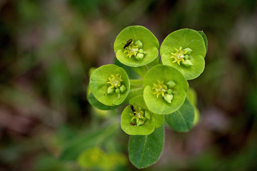 Euphorbia amygdaloides