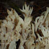 White Coral Fungus