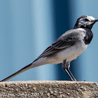 White Wagtail;