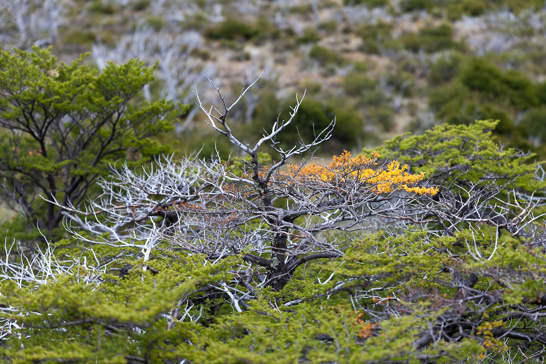 Патагония: Carretera Austral - Фицрой - Торрес-дель-Пайне. Треккинг, фото.