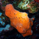 Orange Elephant Ear Sponge