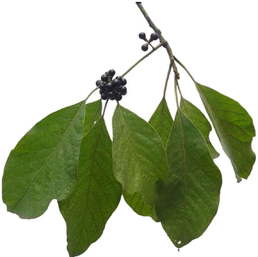 Litsea