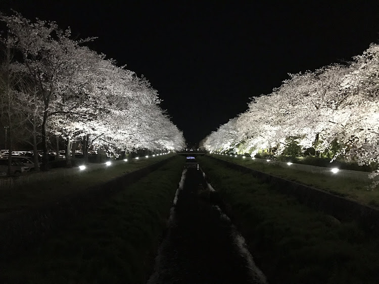 WRX S4の夜桜と愛車・ロードバイクとさくら🌸に関するカスタム事例の投稿画像2枚目